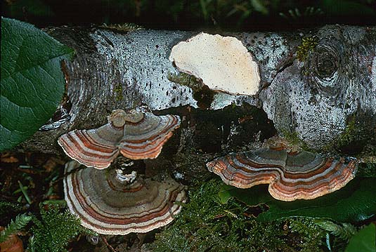 Trametes versicolor